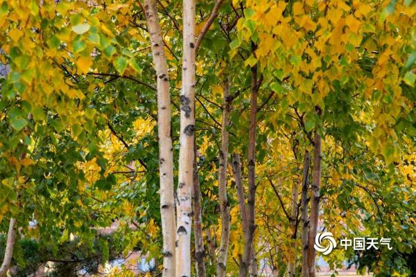 吉林市街头树叶尽染秋色 一片片金灿灿十分迷人