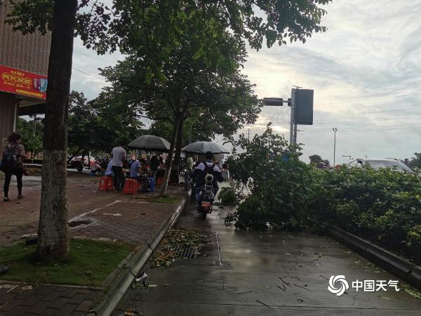 台风“浪卡”在海南制造大风 海口路边树木折断