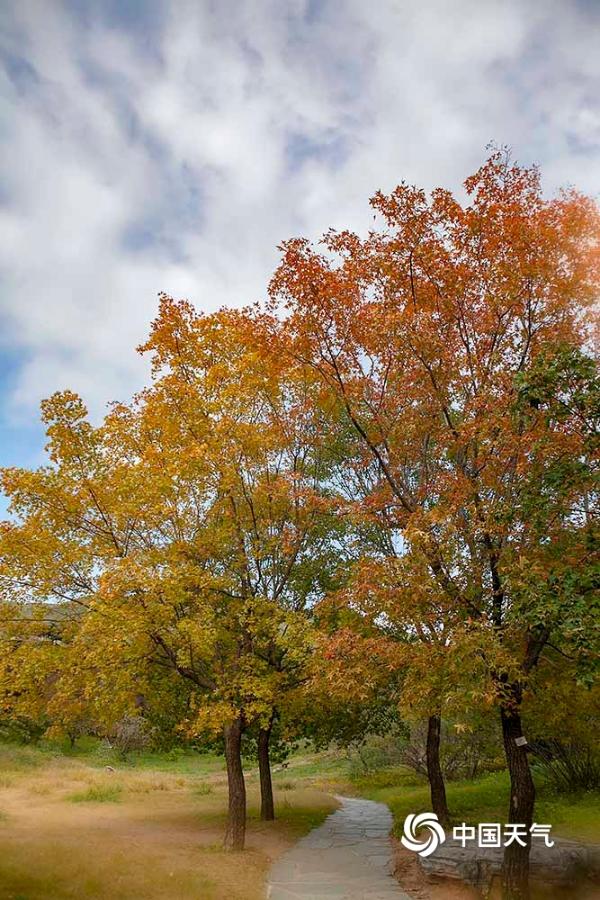 色彩斑斓 北京植物园秋色渐入佳境