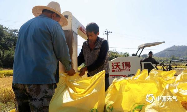 福建清流稻谷飘香 喜迎丰收 