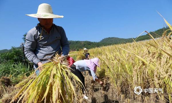 福建清流稻谷飘香 喜迎丰收 