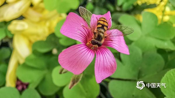 萌趣！微距镜头下的蜜蜂蝴蝶飞舞花间