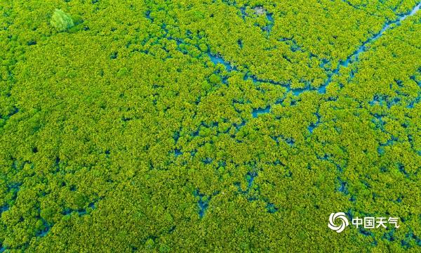景色迷人！航拍广西钦州茅尾海红树林