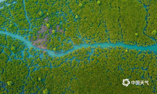 景色迷人！航拍广西钦州茅尾海红树林