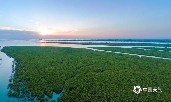 景色迷人！航拍广西钦州茅尾海红树林