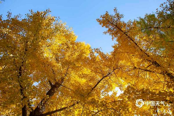 北京银杏大道“披”上黄金甲 情侣萌娃成为景中景