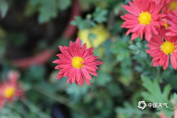 兰州菊花深秋怒放 繁花似锦姿态各异