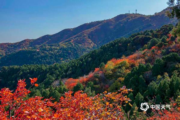 北京香山开启红叶盛宴！如火似锦尽显秋日之美