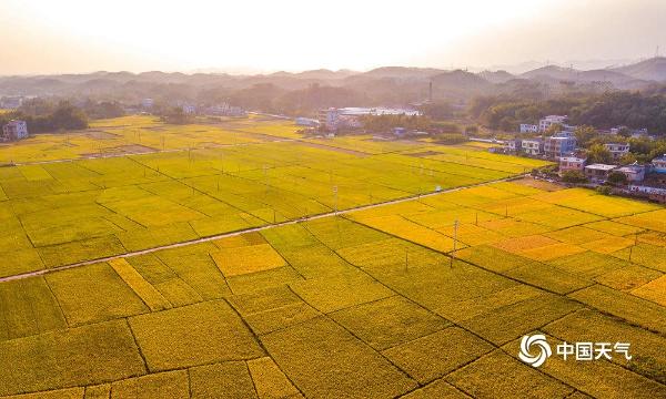 广西钦州万亩金黄稻田 “绘”出美丽丰收图