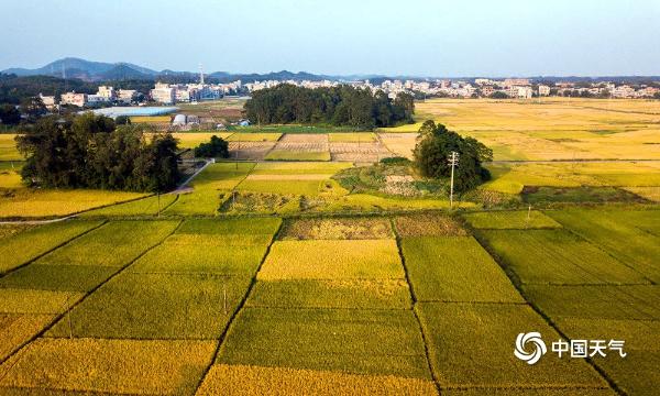 广西钦州万亩金黄稻田 “绘”出美丽丰收图
