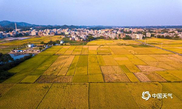 广西钦州万亩金黄稻田 “绘”出美丽丰收图