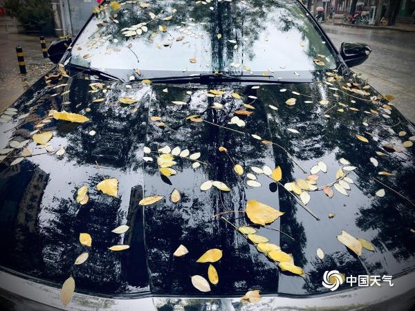 雨打叶落 北京街头今日流行“彩叶车”