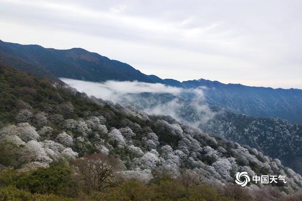 贵州梵净山：冰花漫山 云雾缭绕