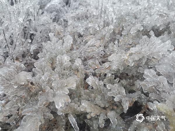 黑龙江吉林现少见冻雨天气 草木披冰甲如“钻石”