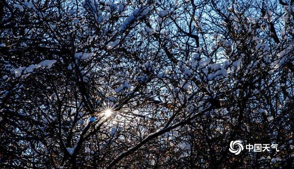 哈尔滨迎立冬后首场降雪 树枝挂满银条晶莹剔透