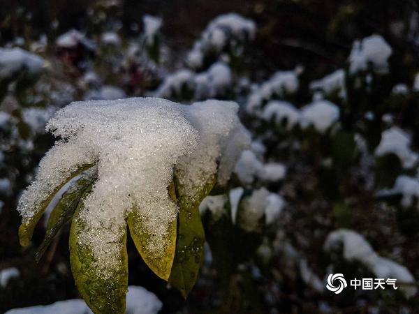 哈尔滨迎立冬后首场降雪 树枝挂满银条晶莹剔透