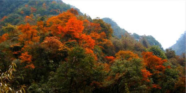 西岭雪山是秋季游客欣赏红叶的最佳去处