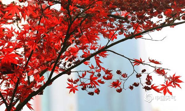 四川广安枫叶红银杏黄 秋景犹存如诗胜画