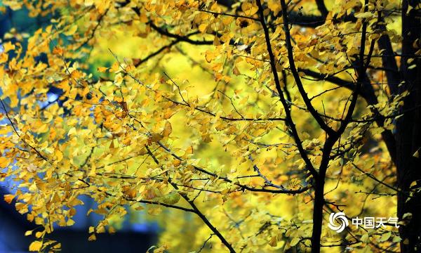 四川广安枫叶红银杏黄 秋景犹存如诗胜画
