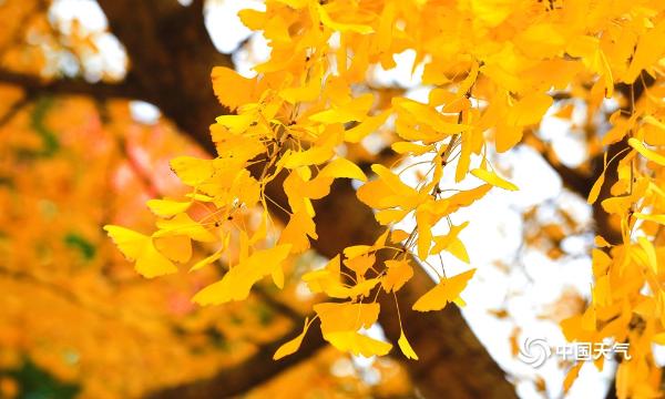 四川广安枫叶红银杏黄 秋景犹存如诗胜画