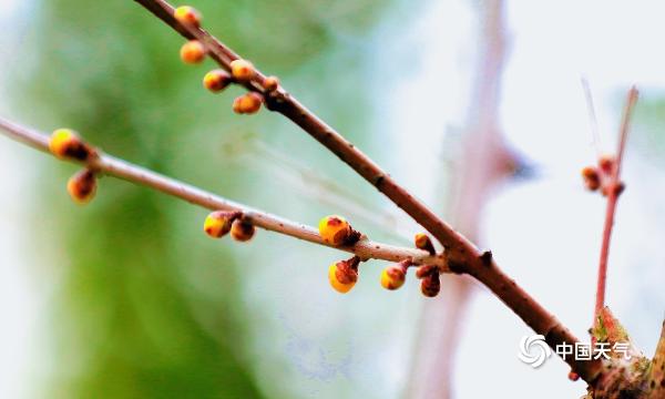 四川广安枫叶红银杏黄 秋景犹存如诗胜画