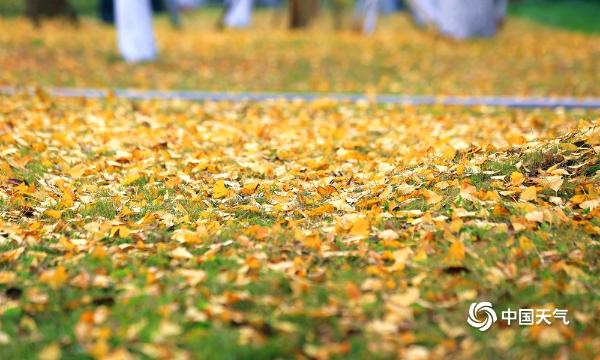 四川广安枫叶红银杏黄 秋景犹存如诗胜画