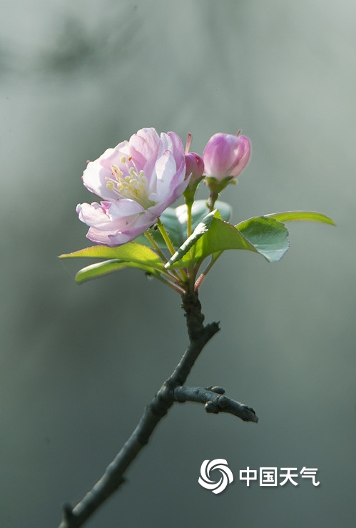 错把冬天当春天 南京海棠花开