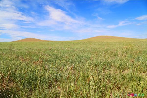 让草原重现“天苍苍野茫茫” 六年来蒙草的“生态答卷”