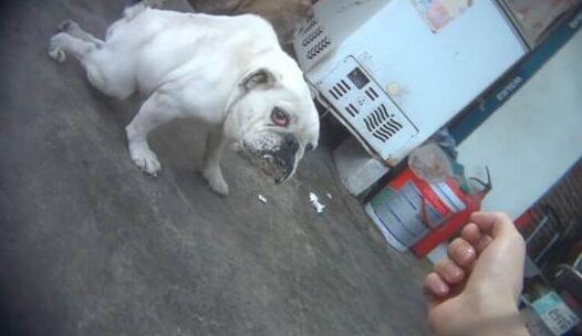 宠物店的萌宠来自于哪里？视频揭秘宠物繁育场里的悲惨世界