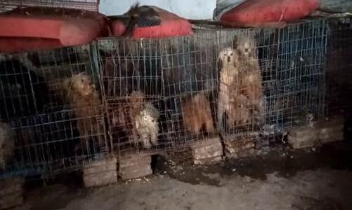 宠物店的萌宠来自于哪里？视频揭秘宠物繁育场里的悲惨世界