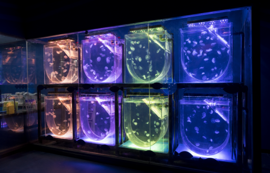 武汉海洋萌宠乐园迎客 汇聚上万只水母