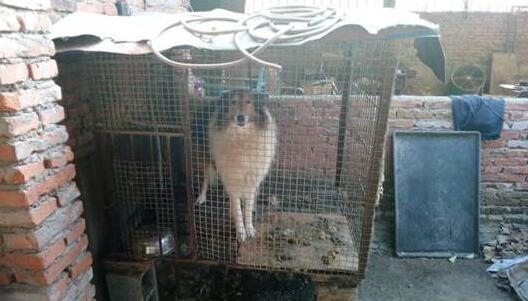 宠物店的萌宠来自于哪里？视频揭秘宠物繁育场里的悲惨世界