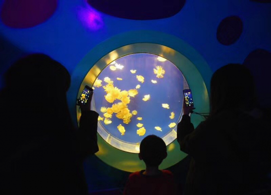 武汉海洋萌宠乐园迎客 汇聚上万只水母