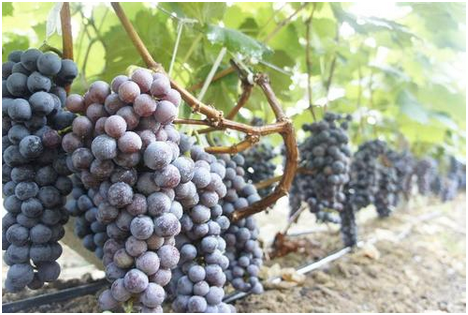 315食品行业的谣言，你知道多少？