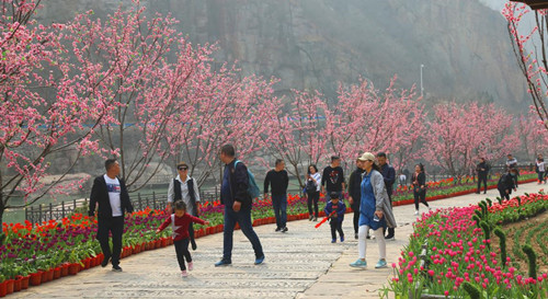 15万人过后，宝泉依旧是一片醉人的郁金香花海