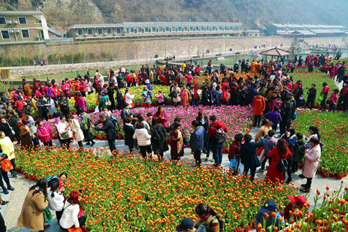 15万人过后，宝泉依旧是一片醉人的郁金香花海