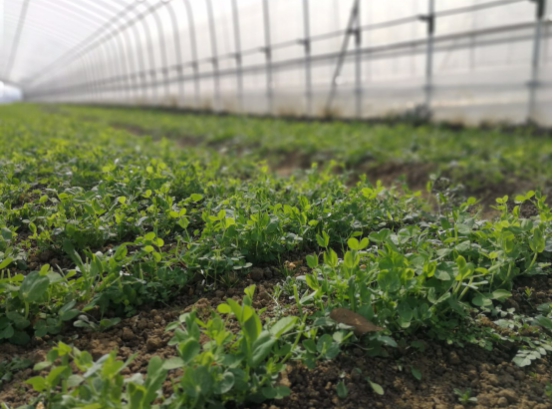 鸭稻共生、辣椒除虫、紫云英施肥 金诚将有机农业理念落到实处