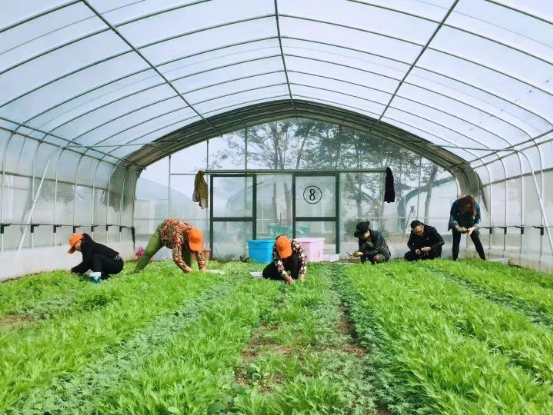 鸭稻共生、辣椒除虫、紫云英施肥 金诚将有机农业理念落到实处