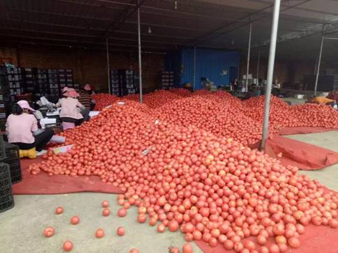 一个小番茄引发的美菜SOS精准扶贫大计划