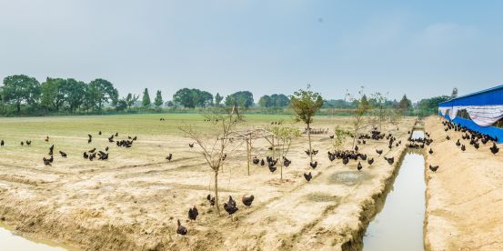 鸭稻共生、辣椒除虫、紫云英施肥 金诚将有机农业理念落到实处