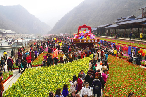15万人过后，宝泉依旧是一片醉人的郁金香花海