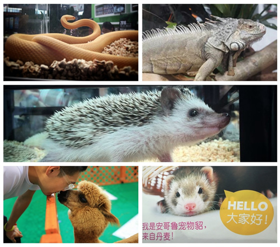 2018中国宠物文化节北京站