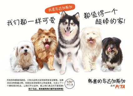 韩塞的马达加斯加深情呼吁:所有狗狗都值得拥有爱!