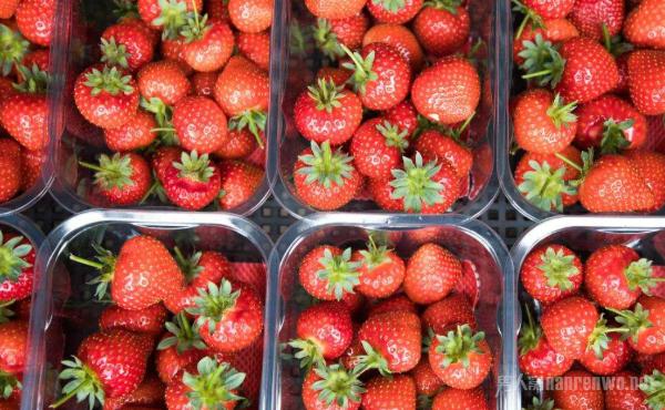 澳大利亚草莓藏针怎么回事?影响了整个澳洲谁干的?