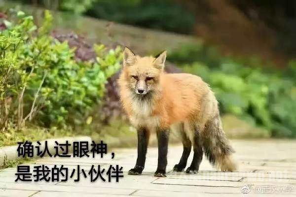 武汉大学小白狐 玉面小狐狸千年修行下山来实