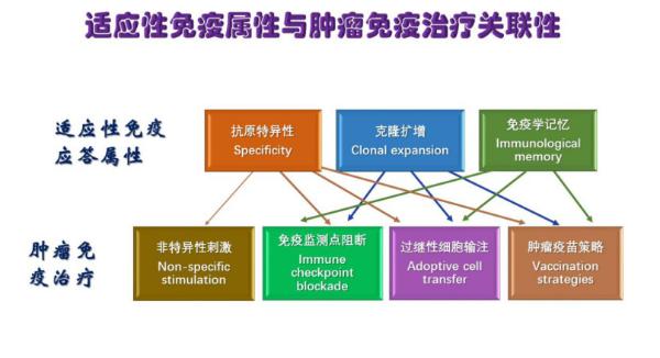 癌症免疫治疗获奖 癌症患者终于迎来了新的希望