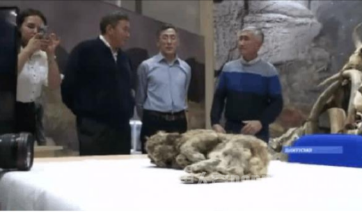冰冻四万年幼狮欲“复活” 科学家将对其深层研究
