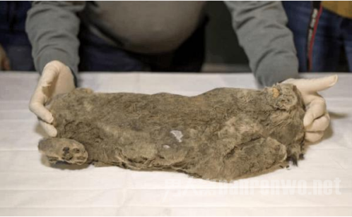 冰冻四万年幼狮欲“复活” 科学家将对其深层研究
