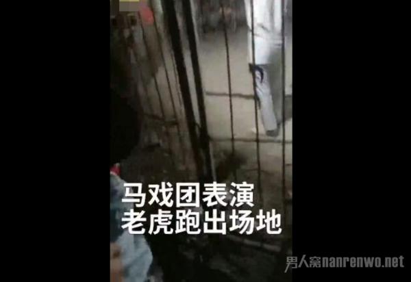 马戏团老虎跳出铁笼 逃走连夜被抓回 已确认无人受伤
