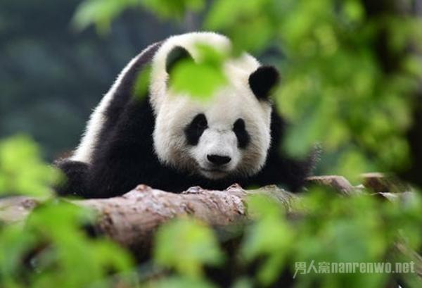 熊猫也逃不过朱广权的段 手语老师：我太难了！